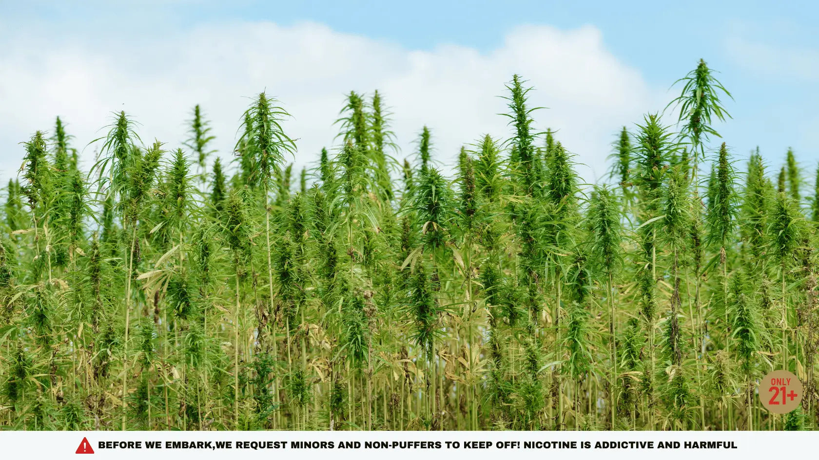 Germany: First Major European Nation to Legalize Cannabis